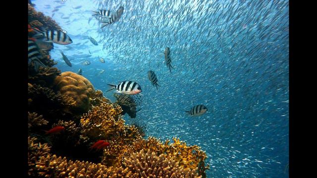 Beautiful Sea Coral Pictures for Profile// Whatsapp Wallpaper//HD смотреть онлайн