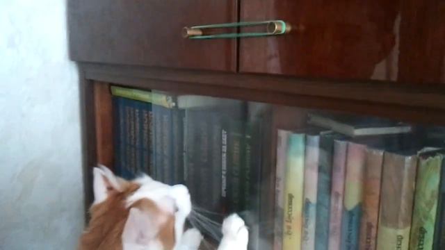 Коте играет на балалайке смотреть онлайн