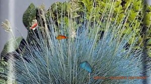 Овсяница сизая Голубая (golubaya) ? овсяница Голубая обзор: как сажать семена овсяницы Голубая