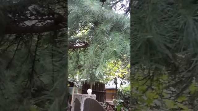 Ливанский кедр в Крыму смотреть онлайн