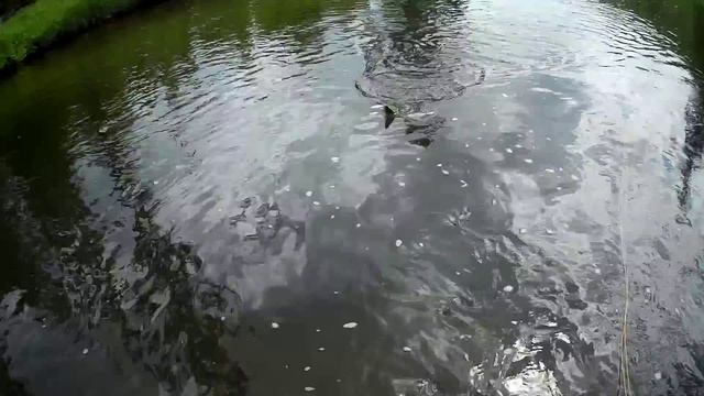 НАХЛЫСТ на речке. Нимфа и Верховая. Подбор мушек и хороший клёв хариуса!!! смотреть онлайн
