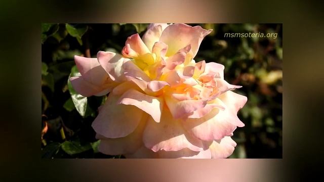 С Рождеством Христовым! Рождественские христианские стихи смотреть онлайн