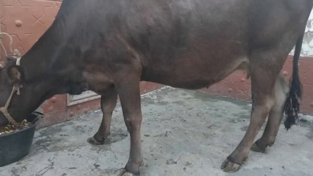 Mol doktori bilan telfo'nda suhbat ?♂️??? смотреть онлайн