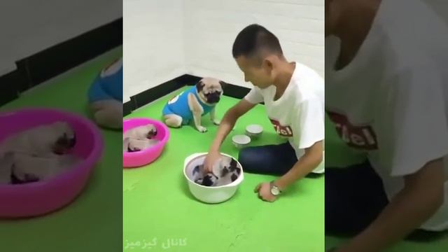 Мопс угадывает где шарик в игре кручу верчу, на щенков 😄 смотреть онлайн