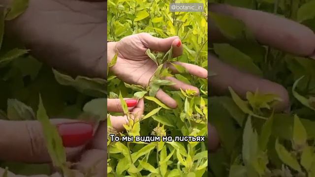 Мучнистая роса на спирее смотреть онлайн