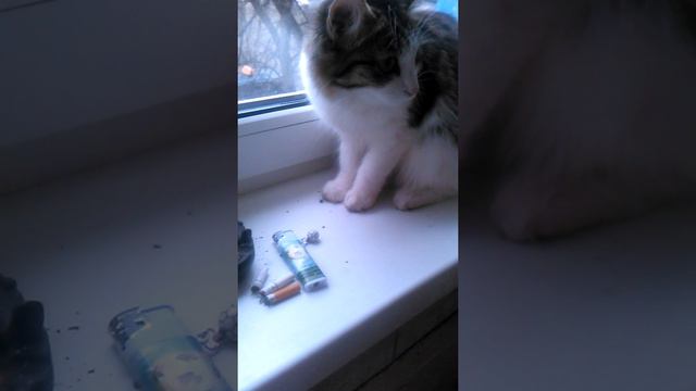 Моя кошка Настя,всегда любит покурить))) смотреть онлайн