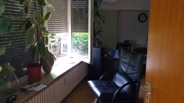 Белка дома смотреть онлайн