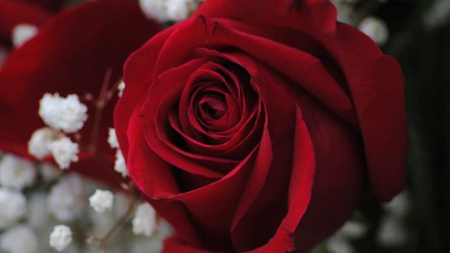 Елене Берсенёвой в День рождения смотреть онлайн