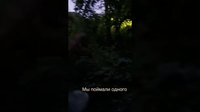 А вы знали, что СВЕТЛЯЧКИ водятся в Сочи? // Долгая Дорога #природа #светлячки #магия #путешествия смотреть онлайн