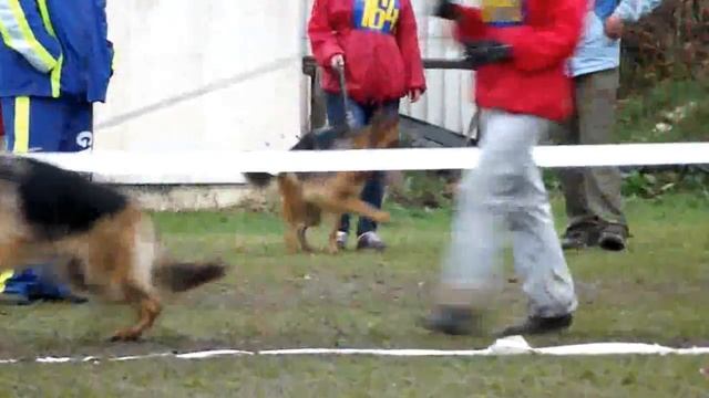 ЮНИОРЫ КОБЕЛИ ринг _ RussianSiegerZuchtSchau 2013