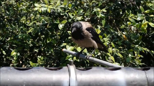 Ворона крякает и щелкает клювом смотреть онлайн