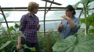 Удача на даче №4 Калиевая селитра и огурцы