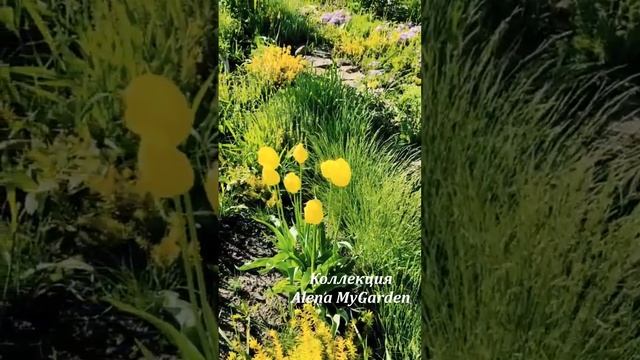 #ирисы #клематисы #лилейники