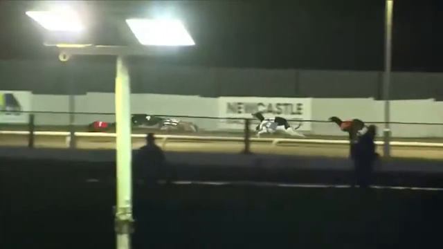 Moyar Valley - BGBF British Bred Northern Maiden Standard Semi Final 1 смотреть онлайн