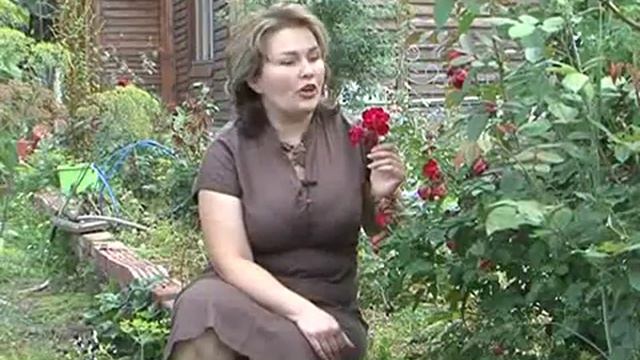 Как бороться с фитофторой? Как подготовить розы к зимовке? смотреть онлайн
