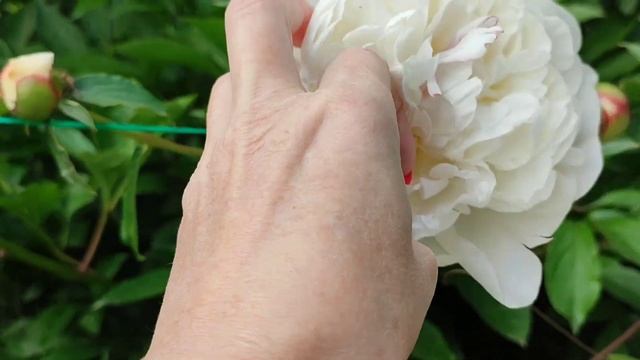 24.05.23 зацвела Пираканта и досадила рассаду помидор ? смотреть онлайн