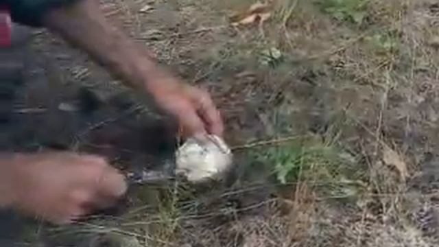 Груздь смотреть онлайн