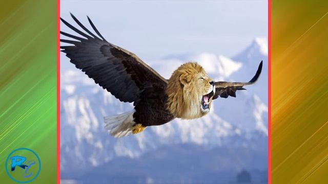 Unusual Cat & Bird Hybrids Bred In Photoshop (So Hilarious) смотреть онлайн