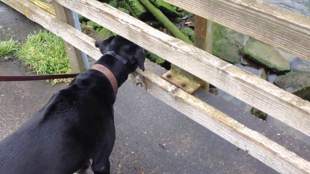 Dog tries to communicate with Sea Dogs (Lions) смотреть онлайн