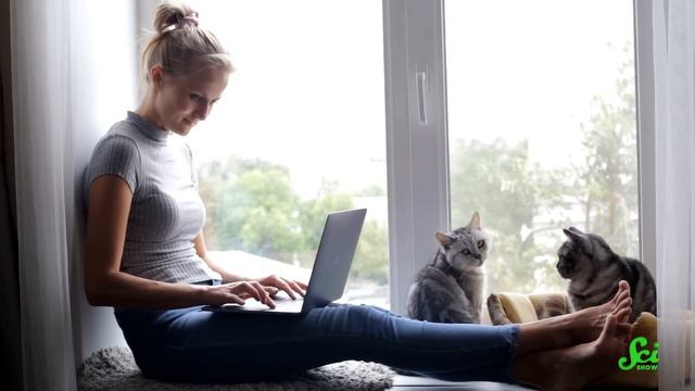 Can Cats Live Twice As Long? смотреть онлайн