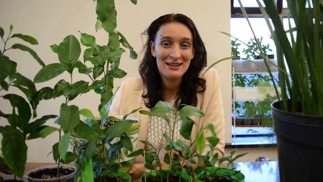 Топ 5 экзотических растений у вас дома смотреть онлайн