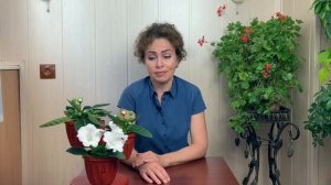 Глоксиния уход в домашних условиях