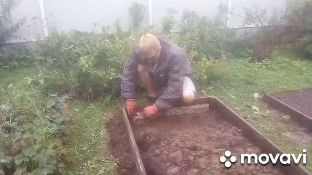 Посадка клубники под чёрную ткань. Демонстрация грядки! смотреть онлайн