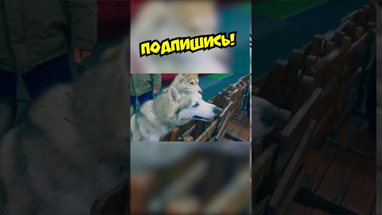 ХАСКИ НА КОНЬКАХ!! смотреть онлайн