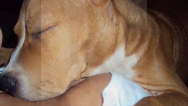 pitbull tayson смотреть онлайн