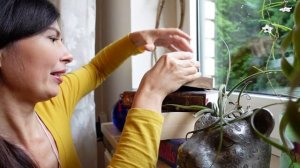 Воздушные Тилландсии - декоративное оформление комнатных растений. Левитирующий горшок!