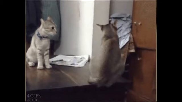 Что такое кот ?? смотреть онлайн