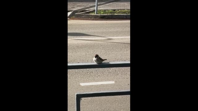 Воробушек-поскакушка! Sparrow-jump! #торопец #воробей #забавныеживотные