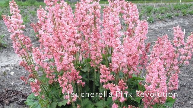 2019 New Growing Colors™ Spring Perennials смотреть онлайн