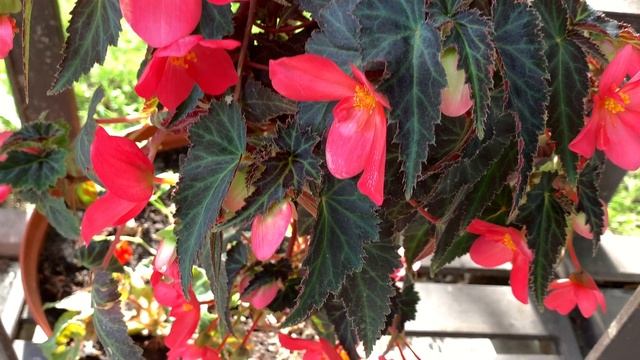 Топ 5 бегоний, мой выбор супер сортов бегонии, самые красивые цветы сезона смотреть онлайн