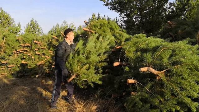 Новогодние ёлки оптом смотреть онлайн