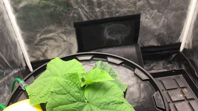 Огурцы на гидропонике, свет Mars hydro TSW2000 смотреть онлайн