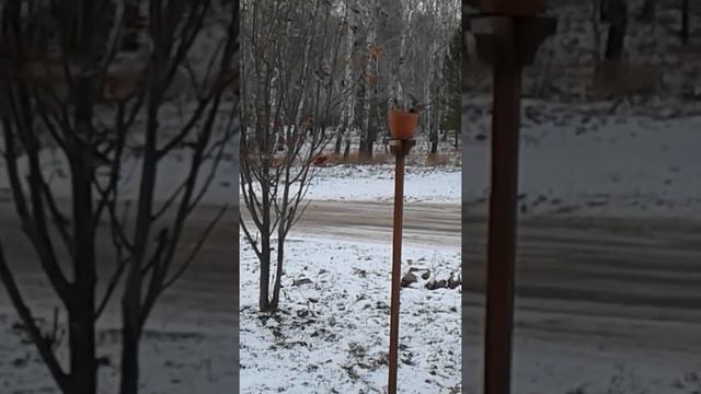 Для тех, кто понимает: забота о живом очень важна! смотреть онлайн