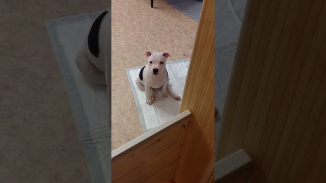 Annabella staffordshire bull terrier singing Стаффбуль "поет" смотреть онлайн