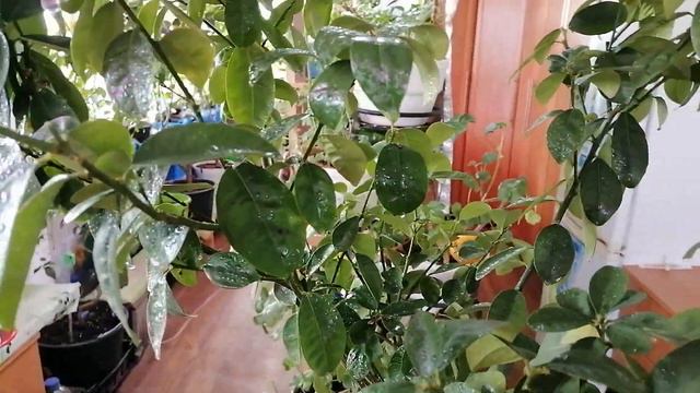 Фукуши сегодня. смотреть онлайн
