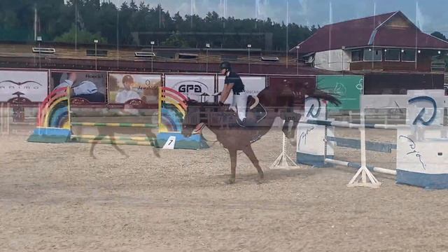SOLD Pancher Boy 12 продажа лошадей Украина esuhorses.com смотреть онлайн