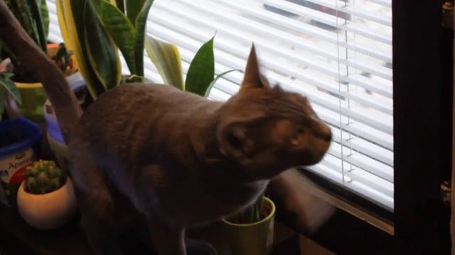 Korat cat meowing смотреть онлайн