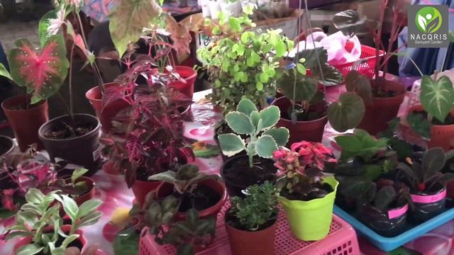 Morning Walks Looking for Caladium and Exotic Plants at Tamu Pekan Tuaran смотреть онлайн