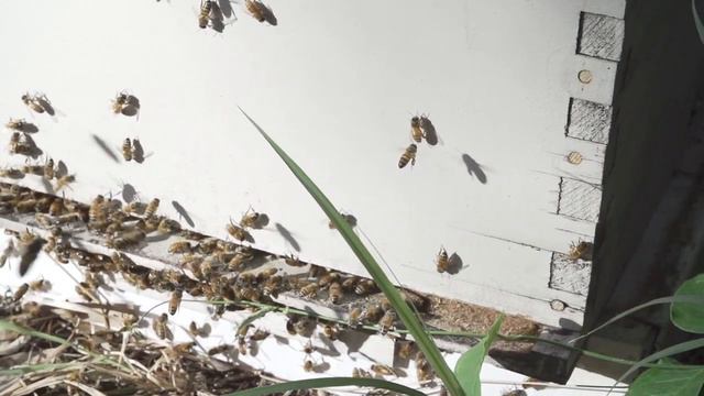 Как же их много