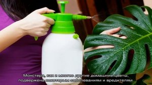 Почему у монстеры желтеют листья — болезни и вредители