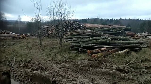 Виноград укрыла просто, 19.11.23.