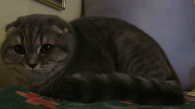 шотландские котята. Кошечка Леона смотреть онлайн