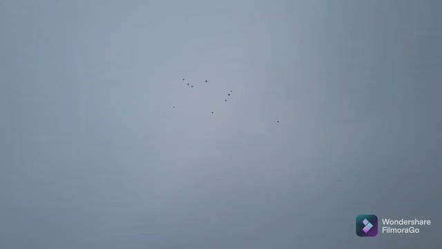 Николаевские голуби Воронежской области 12.12.2021г. смотреть онлайн