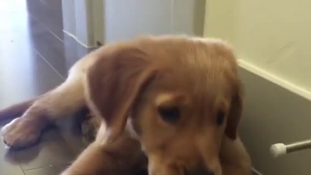 Щенок и дверной стоппер смотреть онлайн