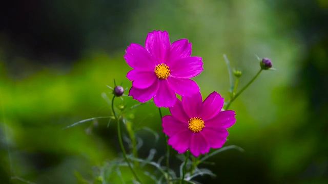 Flowers Beauty | Beautiful Nature Video | No Copyright Music смотреть онлайн