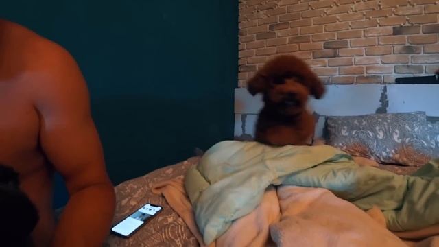 Терпение лопнуло / Незванные гости / У Вуди новая прическа / 06.07.19 смотреть онлайн